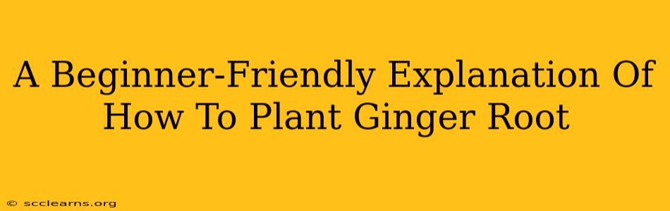 A Beginner-Friendly Explanation Of How To Plant Ginger Root