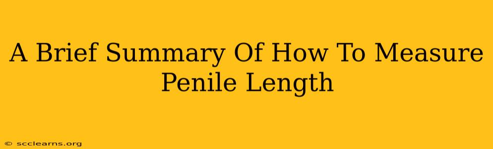 A Brief Summary Of How To Measure Penile Length