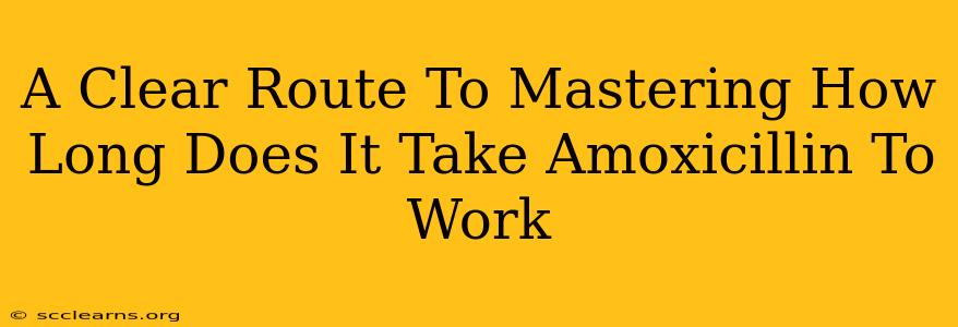 A Clear Route To Mastering How Long Does It Take Amoxicillin To Work