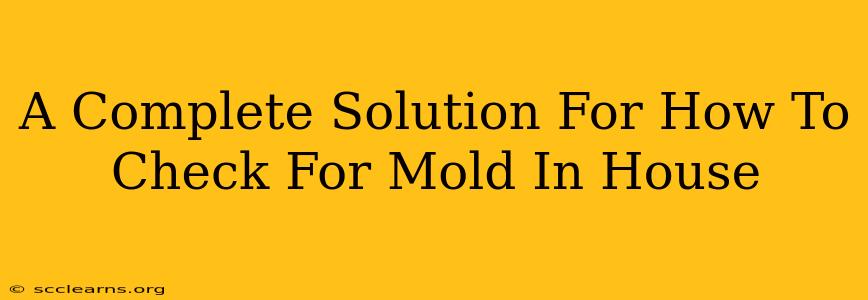 A Complete Solution For How To Check For Mold In House