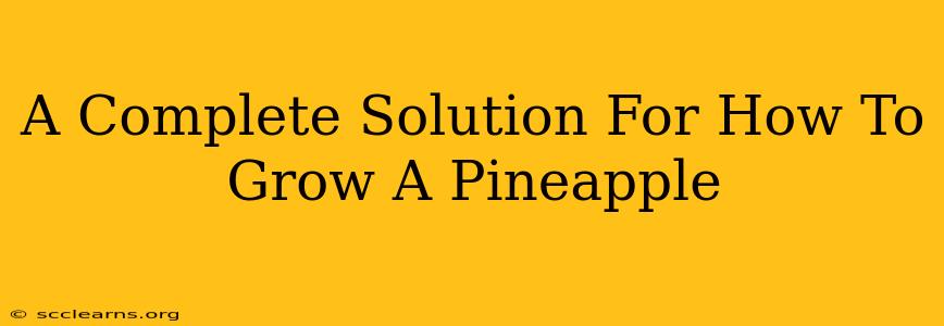 A Complete Solution For How To Grow A Pineapple