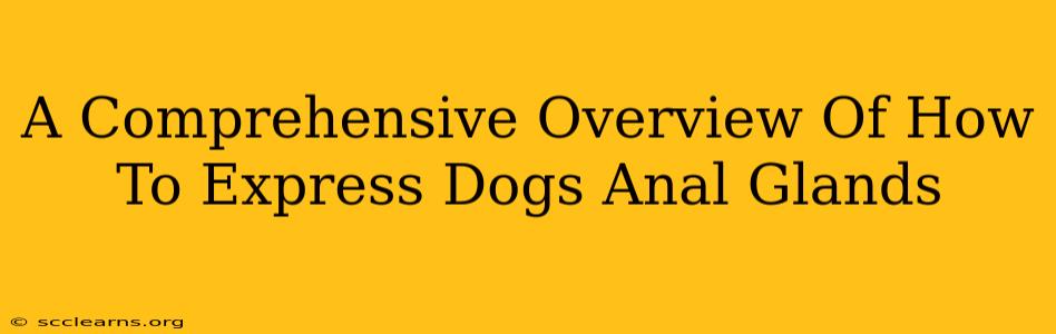 A Comprehensive Overview Of How To Express Dogs Anal Glands