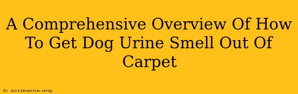 A Comprehensive Overview Of How To Get Dog Urine Smell Out Of Carpet