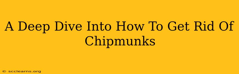 A Deep Dive Into How To Get Rid Of Chipmunks