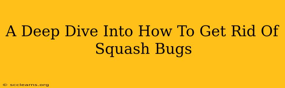 A Deep Dive Into How To Get Rid Of Squash Bugs