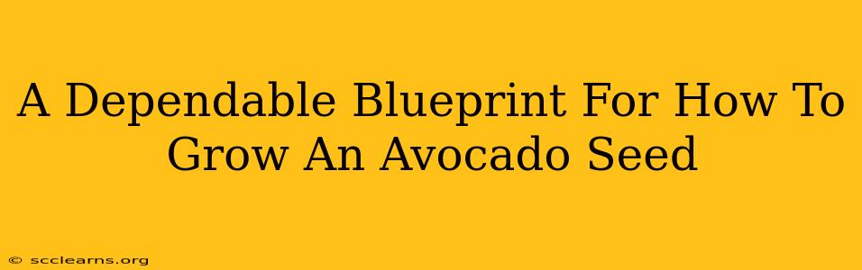 A Dependable Blueprint For How To Grow An Avocado Seed