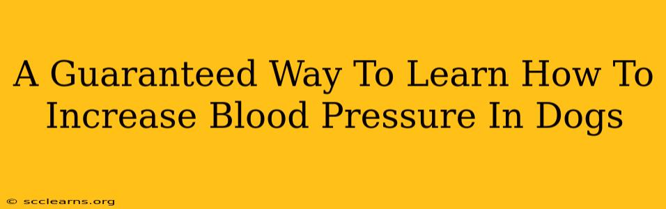 A Guaranteed Way To Learn How To Increase Blood Pressure In Dogs