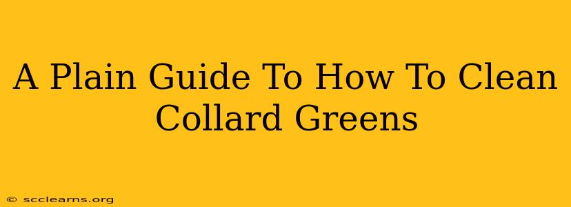 A Plain Guide To How To Clean Collard Greens