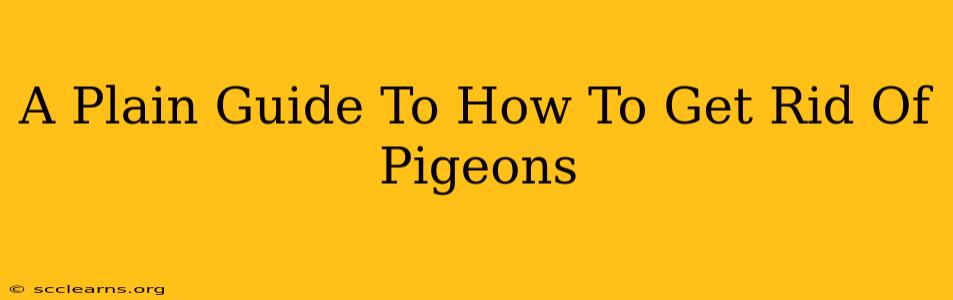 A Plain Guide To How To Get Rid Of Pigeons