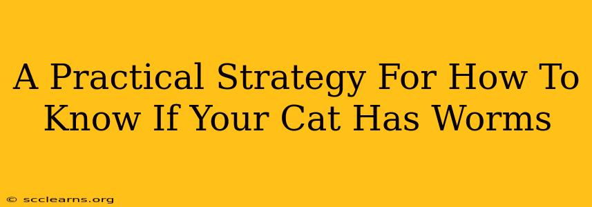 A Practical Strategy For How To Know If Your Cat Has Worms