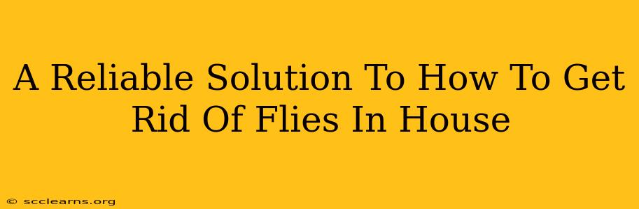 A Reliable Solution To How To Get Rid Of Flies In House