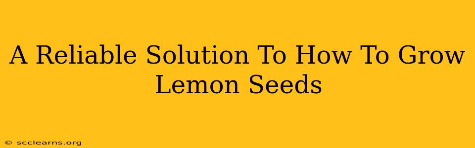 A Reliable Solution To How To Grow Lemon Seeds