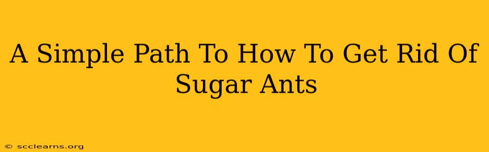 A Simple Path To How To Get Rid Of Sugar Ants