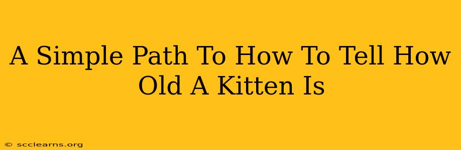 A Simple Path To How To Tell How Old A Kitten Is