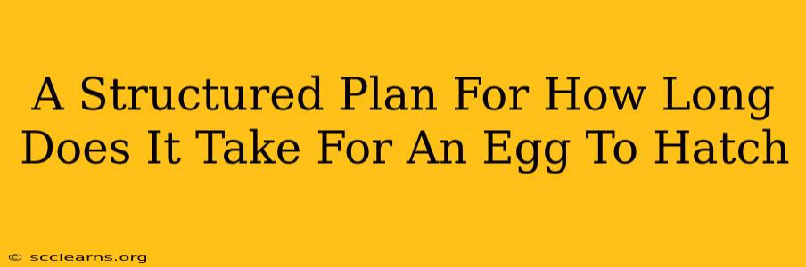 A Structured Plan For How Long Does It Take For An Egg To Hatch