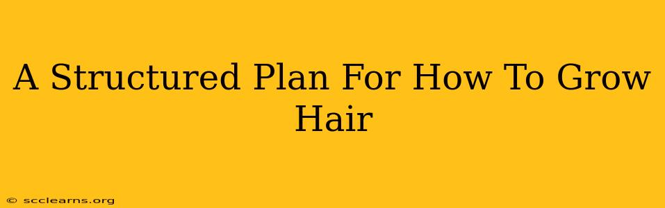 A Structured Plan For How To Grow Hair