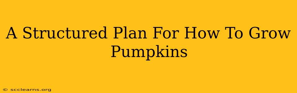 A Structured Plan For How To Grow Pumpkins