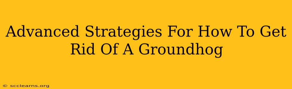 Advanced Strategies For How To Get Rid Of A Groundhog