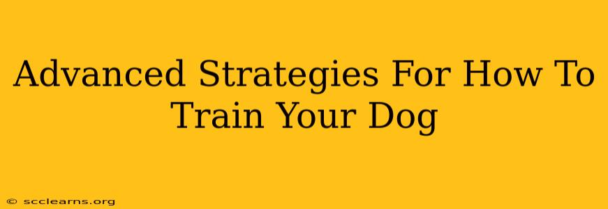 Advanced Strategies For How To Train Your Dog