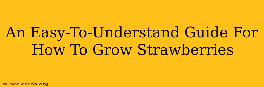 An Easy-To-Understand Guide For How To Grow Strawberries