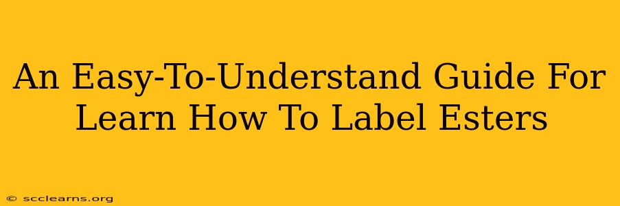 An Easy-To-Understand Guide For Learn How To Label Esters