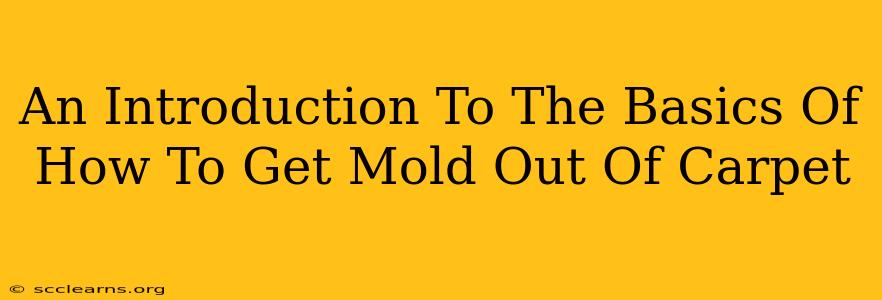 An Introduction To The Basics Of How To Get Mold Out Of Carpet