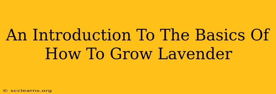 An Introduction To The Basics Of How To Grow Lavender