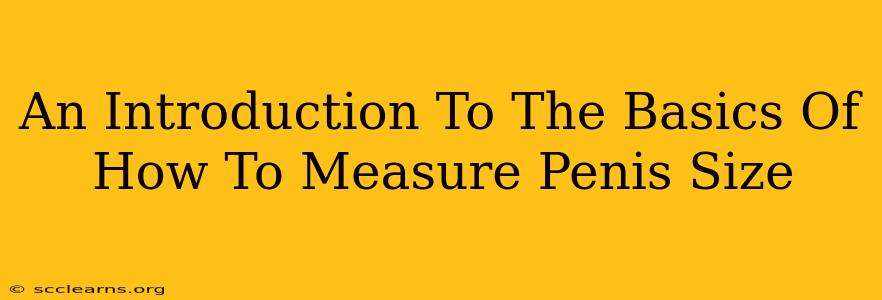 An Introduction To The Basics Of How To Measure Penis Size