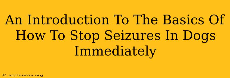 An Introduction To The Basics Of How To Stop Seizures In Dogs Immediately