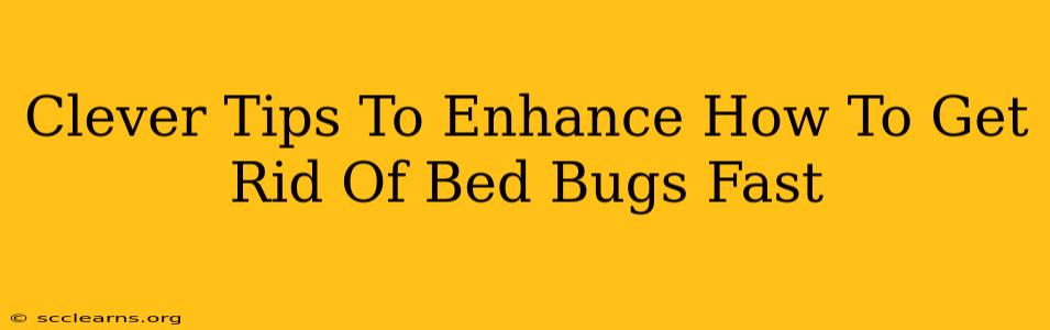 Clever Tips To Enhance How To Get Rid Of Bed Bugs Fast