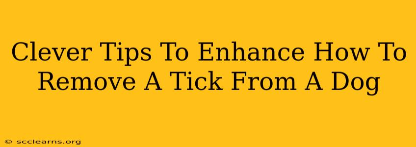 Clever Tips To Enhance How To Remove A Tick From A Dog