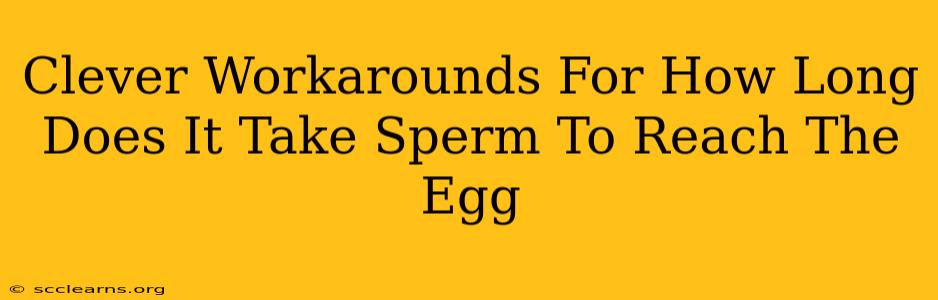 Clever Workarounds For How Long Does It Take Sperm To Reach The Egg