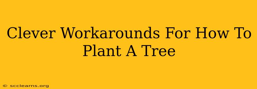 Clever Workarounds For How To Plant A Tree