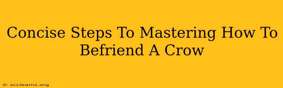 Concise Steps To Mastering How To Befriend A Crow