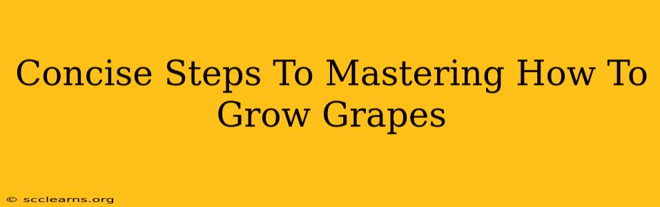 Concise Steps To Mastering How To Grow Grapes