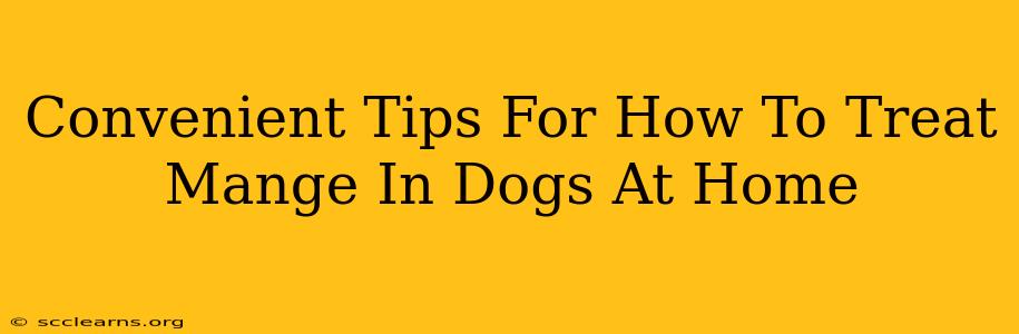 Convenient Tips For How To Treat Mange In Dogs At Home