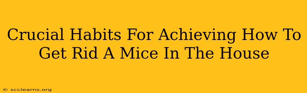 Crucial Habits For Achieving How To Get Rid A Mice In The House