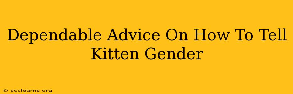 Dependable Advice On How To Tell Kitten Gender