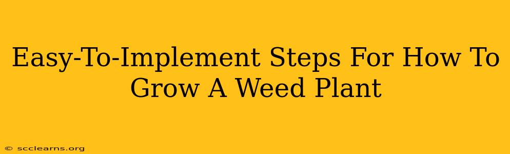 Easy-To-Implement Steps For How To Grow A Weed Plant