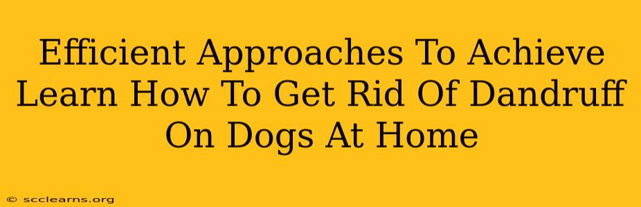 Efficient Approaches To Achieve Learn How To Get Rid Of Dandruff On Dogs At Home