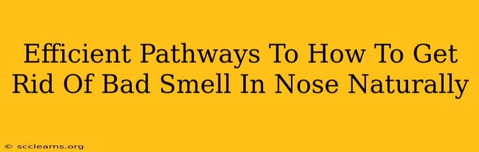 Efficient Pathways To How To Get Rid Of Bad Smell In Nose Naturally