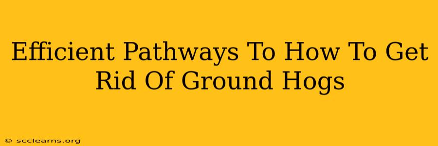 Efficient Pathways To How To Get Rid Of Ground Hogs