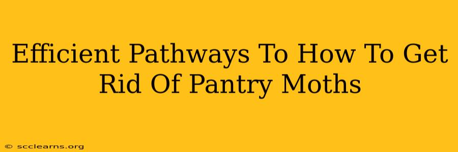 Efficient Pathways To How To Get Rid Of Pantry Moths