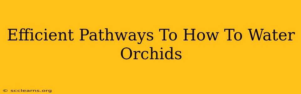 Efficient Pathways To How To Water Orchids