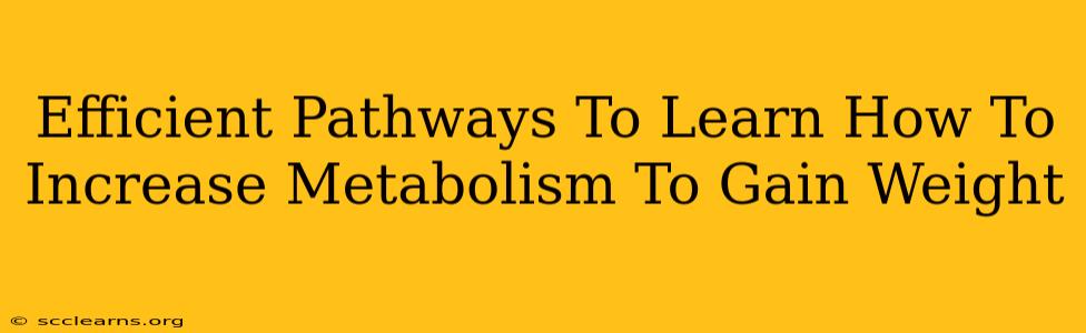 Efficient Pathways To Learn How To Increase Metabolism To Gain Weight