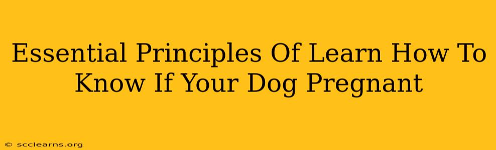 Essential Principles Of Learn How To Know If Your Dog Pregnant