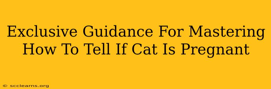 Exclusive Guidance For Mastering How To Tell If Cat Is Pregnant