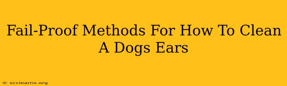 Fail-Proof Methods For How To Clean A Dogs Ears