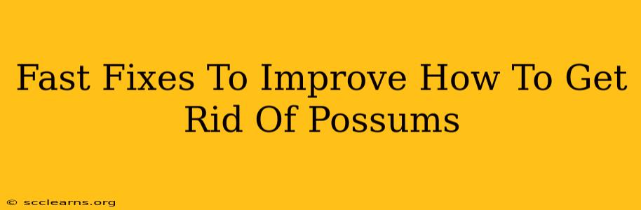 Fast Fixes To Improve How To Get Rid Of Possums