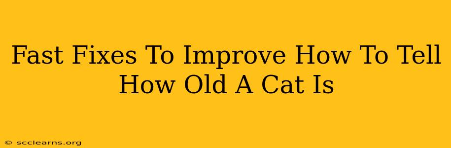 Fast Fixes To Improve How To Tell How Old A Cat Is